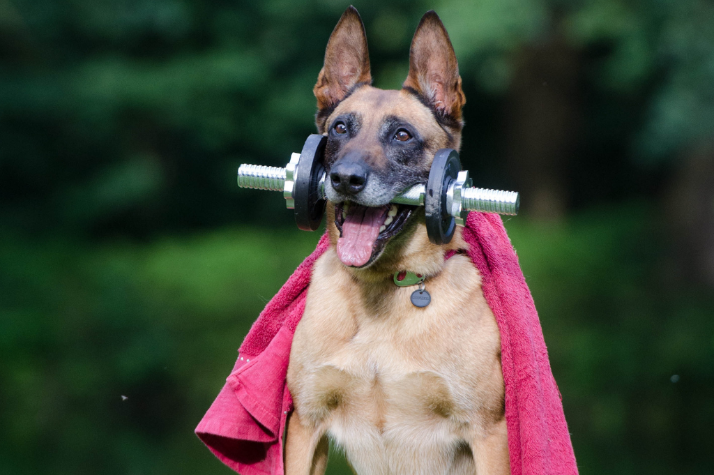 How to efficiently exercise with your dog